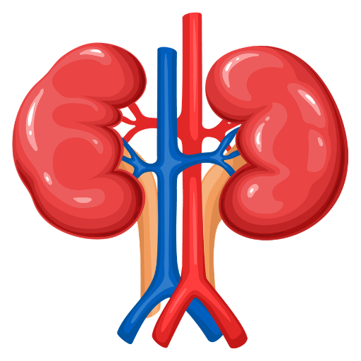 Kidney Transplant in India for International Patients